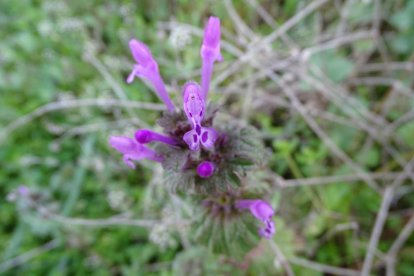 Arbres florits, camps verds i bon temps...ja és aquí a primavera!