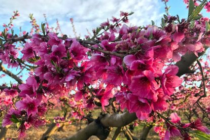 Arbres florits, camps verds i bon temps...ja és aquí a primavera!