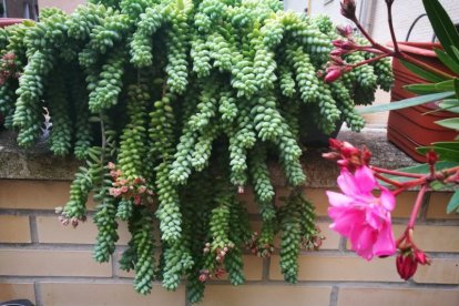 Arbres florits, camps verds i bon temps...ja és aquí la primavera!