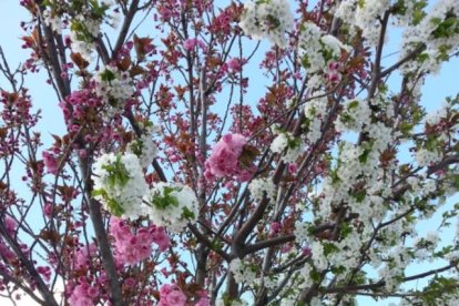 Arbres florits, camps verds i bon temps...ja és aquí a primavera!