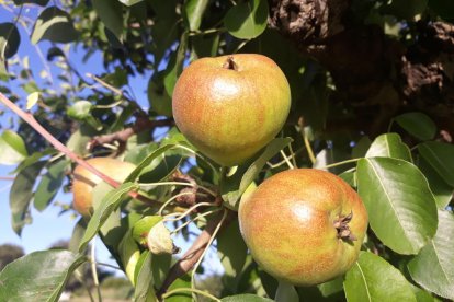 Arbres florits, camps verds i bon temps...ja és aquí la primavera!