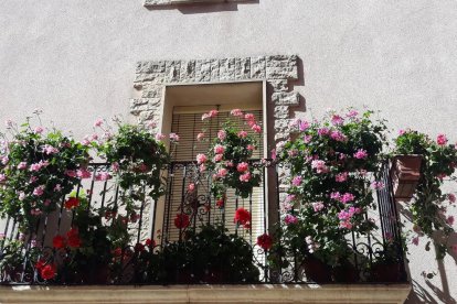 Arbres florits, camps verds i bon temps...ja és aquí la primavera!