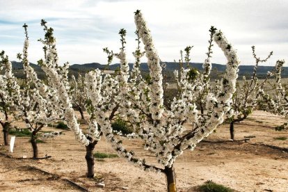 Arbres florits, camps verds i bon temps...ja és aquí a primavera!