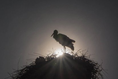 Arbres florits, camps verds i bon temps...ja és aquí a primavera!