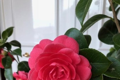 Arbres florits, camps verds i bon temps...ja és aquí a primavera!