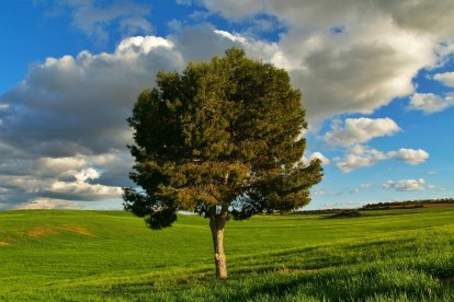 Arbres florits, camps verds i bon temps...ja és aquí a primavera!