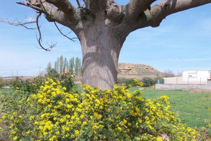 Arbres florits, camps verds i bon temps...ja és aquí a primavera!
