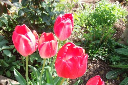 Arbres florits, camps verds i bon temps...ja és aquí a primavera!