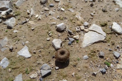 Arbres florits, camps verds i bon temps...ja és aquí a primavera!