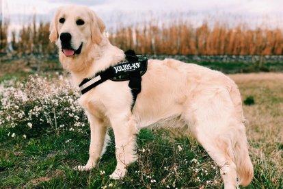 Gossos, gats, canaris, iguanes,...presenta'ns a la teva mascota!