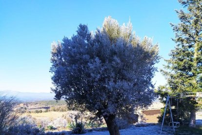 El fred, la boira i la neu... l'hivern ja és aquí!