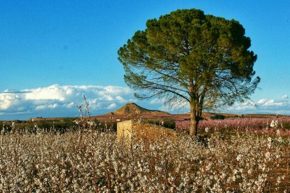 Arbres florits, camps verds i bon temps...ja és aquí a primavera!