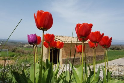 Arbres florits, camps verds i bon temps...ja és aquí a primavera!