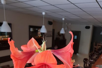 Arbres florits, camps verds i bon temps...ja és aquí a primavera!