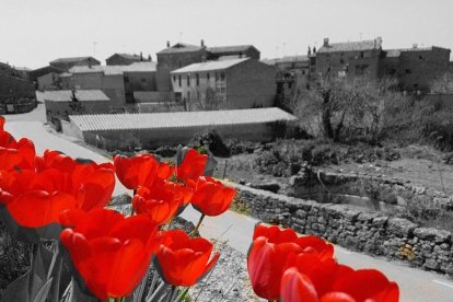 Arbres florits, camps verds i bon temps...ja és aquí a primavera!