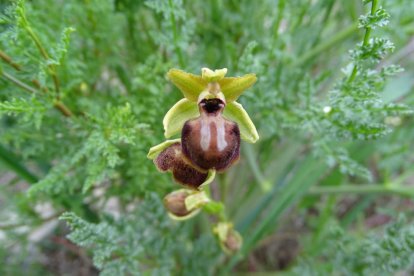 Arbres florits, camps verds i bon temps...ja és aquí a primavera!