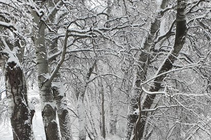 El fred, la boira i la neu... l'hivern ja és aquí!