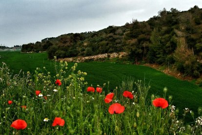 Arbres florits, camps verds i bon temps...ja és aquí a primavera!