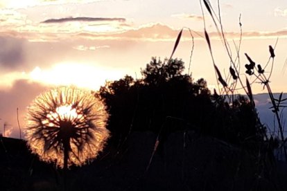 Arbres florits, camps verds i bon temps...ja és aquí a primavera!