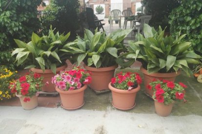 Arbres florits, camps verds i bon temps...ja és aquí a primavera!