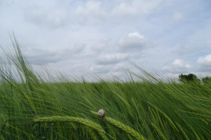Arbres florits, camps verds i bon temps...ja és aquí a primavera!