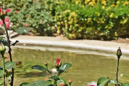 Arbres florits, camps verds i bon temps...ja és aquí a primavera!