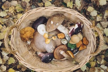 Rovellons, ceps, fredolics,...envia'ns fotos de la teva sortida al bosc.