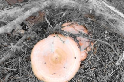 Rovellons, ceps, fredolics,...envia'ns fotos de la teva sortida al bosc.