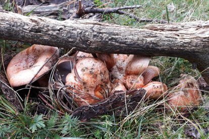 Rovellons, ceps, fredolics,...envia'ns fotos de la teva sortida al bosc.