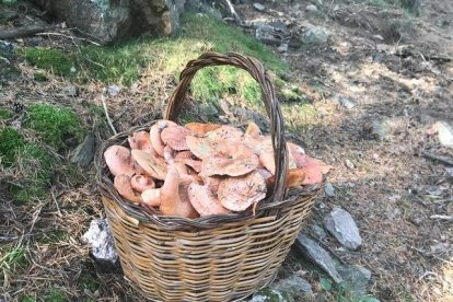 Rovellons, ceps, fredolics,...envia'ns fotos de la teva sortida al bosc.