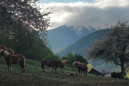 Arbres florits, camps verds i bon temps...ja és aquí a primavera!