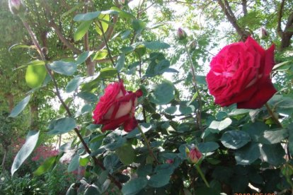 Arbres florits, camps verds i bon temps...ja és aquí a primavera!