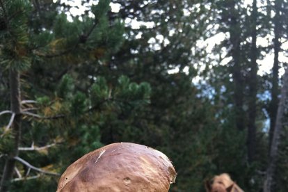 Rovellons, ceps, fredolics,...envia'ns fotos de la teva sortida al bosc.