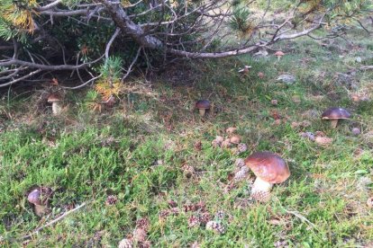 Rovellons, ceps, fredolics,...envia'ns fotos de la teva sortida al bosc.