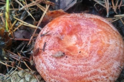 Rovellons, ceps, fredolics,...envia'ns fotos de la teva sortida al bosc.