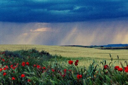 Arbres florits, camps verds i bon temps...ja és aquí a primavera!