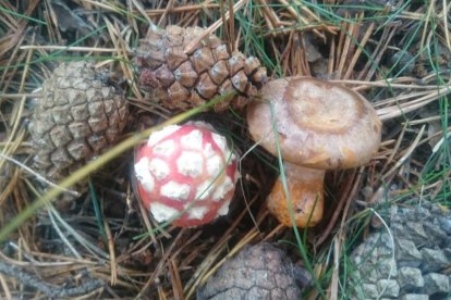 Rovellons, ceps, fredolics,...envia'ns fotos de la teva sortida al bosc.