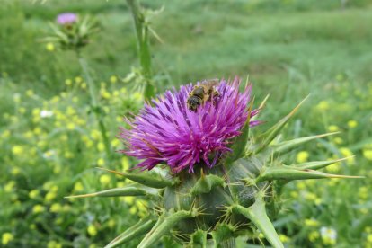 Arbres florits, camps verds i bon temps...ja és aquí a primavera!