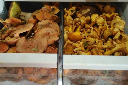 Rovellons, ceps, fredolics,...envia'ns fotos de la teva sortida al bosc.