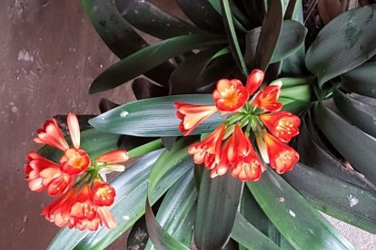 Arbres florits, camps verds i bon temps...ja és aquí a primavera!