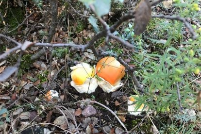 Rovellons, ceps, fredolics,...envia'ns fotos de la teva sortida al bosc.