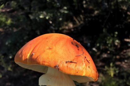 Rovellons, ceps, fredolics,...envia'ns fotos de la teva sortida al bosc.