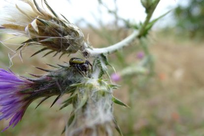 Arbres florits, camps verds i bon temps...ja és aquí a primavera!