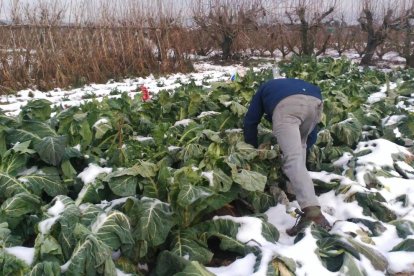 MONTSERRAT PIFARRÉ CERVERA