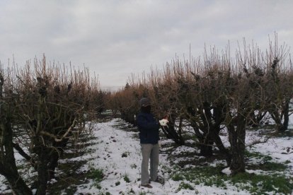 MONTSERRAT PIFARRÉ CERVERA