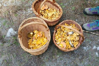 Rovellons, ceps, fredolics,...envia'ns fotos de la teva sortida al bosc.