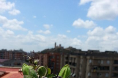 Arbres florits, camps verds i bon temps...ja és aquí a primavera!