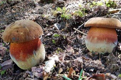 Rovellons, ceps, fredolics,...envia'ns fotos de la teva sortida al bosc.