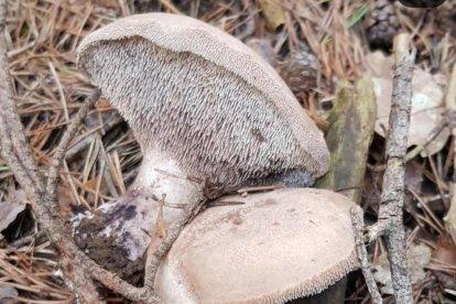 Rovellons, ceps, fredolics,...envia'ns fotos de la teva sortida al bosc.