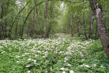 Arbres florits, camps verds i bon temps...ja és aquí a primavera!
